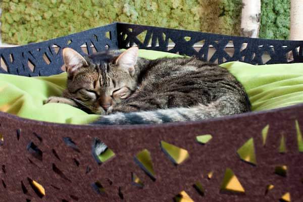 Quadratisches Katzen-Nest mit weichem Fleece-Kissen