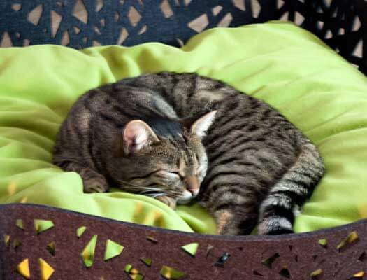 Schlafende Katze kuschelt im Katzenbett von pet-interiors