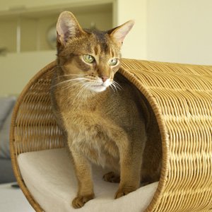 Rattan cat cave