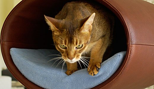 Abyssinian Tomcat Micki in Rondo Stand Leather