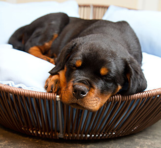 little sleeping pooch rottweiler